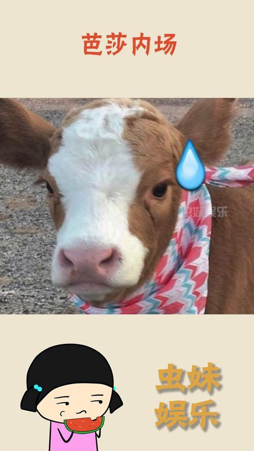 娱乐吃瓜酱图片,揭秘娱乐圈那些不为人知的幕后故事